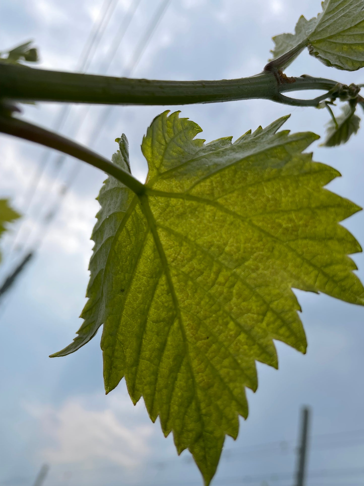 🌿 Join us for Bud Rubbing & Shoot Thinning - Community Day🌿