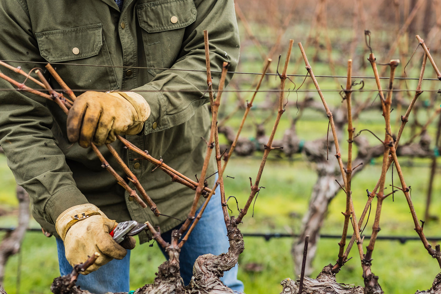 🌿 Join Us for Our Winter Pruning Community Day! 🌿